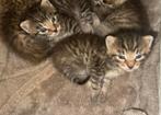 Lieve kittens te koop, Dieren en Toebehoren, Katten en Kittens | Raskatten | Korthaar, Meerdere dieren, Ontwormd, 0 tot 2 jaar