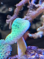 Paddenstoel leder (koraal), Dieren en Toebehoren, Vissen | Aquaria en Toebehoren, Ophalen, Gevuld zeewateraquarium