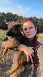 thuis werken, meer vrije tijd voor (honden)kindjes, Vacatures, Vacatures | Thuiswerk, Starter, Overige vormen, Overige niveaus