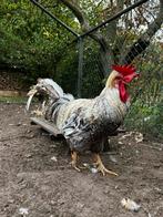 Cream Legbar haan, Dieren en Toebehoren, Pluimvee, Mannelijk, Kip