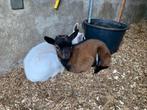 Te koop: lief dwerggeitenbokje, Dieren en Toebehoren, Schapen, Geiten en Varkens, Mannelijk, Geit