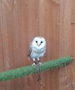 Te koop: kerkuil, Dieren en Toebehoren, Mannelijk, Roofvogel, Geringd