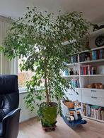 kamerplant: Ficus Benjamin, Huis en Inrichting, Kamerplanten, Ophalen, Ficus, 200 cm of meer, Halfschaduw