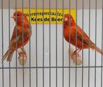 Koppel isabel rode kanaries, Meerdere dieren, Kleurkanarie