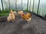 Broedeieren | Cochin Groothoenders | Buff kleur | Raszuiver, Geslacht onbekend, Kip