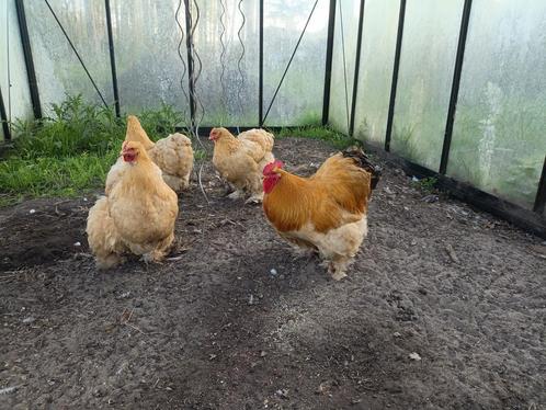 Broedeieren | Cochin Groothoenders | Buff kleur | Raszuiver, Dieren en Toebehoren, Pluimvee, Kip, Geslacht onbekend