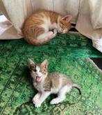 2 lieve tamme kittens, Dieren en Toebehoren, Meerdere dieren, Kortharig, 0 tot 2 jaar