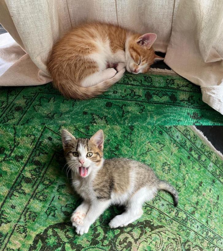 2 lieve tamme kittens, Dieren en Toebehoren, Katten en Kittens | Overige Katten, Kortharig, Meerdere dieren, 0 tot 2 jaar