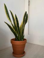 Snake plant + pot, Ophalen, Overige soorten, Halfschaduw, In pot