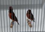 Koppel zwart rood kanaries, Dieren en Toebehoren, Vogels | Kanaries, Meerdere dieren, Kleurkanarie