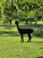 Zwarte alpaca ruin, Mannelijk, Voor 1 juli 2024