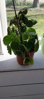 Pannekoekplant  pannenkoekplant groot, Huis en Inrichting, Kamerplanten, Ophalen, Overige soorten, Minder dan 100 cm