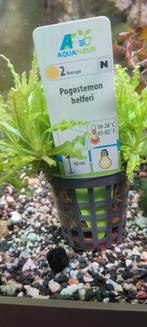 Aquarium planten gratis ruilen, Ophalen, Plant(en), Steen of Hout