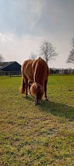 Verzorger gezocht, Dieren en Toebehoren, Ophalen