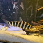Kopstaanders groot, Dieren en Toebehoren, Vissen | Aquariumvissen, Vis