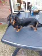 Black and tan langharige dwerg teckel reu met stamboom, Dieren en Toebehoren, Honden | Dekreuen, Reu, CDV (hondenziekte), Eén hond