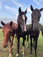 Weiland gezocht, Dieren en Toebehoren, Weidegang, 2 of 3 paarden of pony's