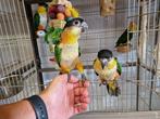 Tamme Caiques jong en volwassen zwartkop en roestkop caique!, Dieren en Toebehoren, Vogels | Parkieten en Papegaaien, Meerdere dieren