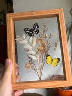 Opgezette vlinders in lijst, Verzamelen, Ophalen of Verzenden, Zo goed als nieuw, Insect, Opgezet dier