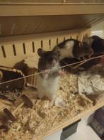 Ik verkoop 3 ratten en alles wat ik voor ze heb., Dieren en Toebehoren, Rat, Mei, Meerdere dieren, Tam