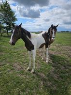 Nrps hengst jaarling  tekoop, Dieren en Toebehoren, Paarden, Springpaard, Minder dan 160 cm, Niet van toepassing, 0 tot 2 jaar