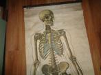 Skelet oude schoolplaat geraamte schedel ware grote, Verzenden