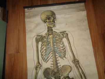 Skelet oude schoolplaat geraamte schedel ware grote beschikbaar voor biedingen