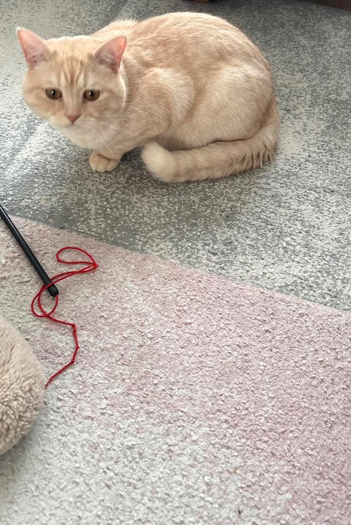 gecastreerde kat, Dieren en Toebehoren, Katten en Kittens | Raskatten | Korthaar, Kater