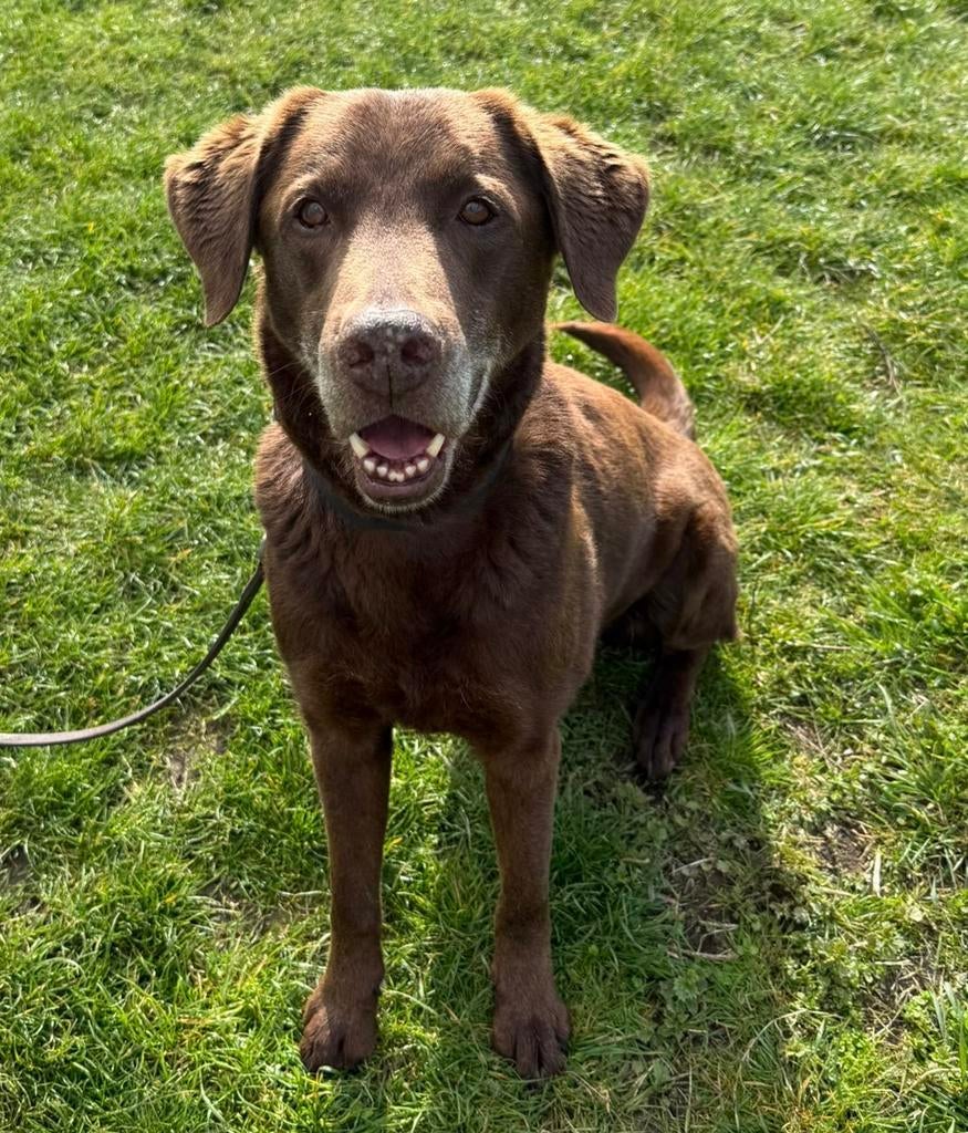 NUTELLA labrador reu 7 jr lief rustig aanhankelijk - in NL, Dieren en Toebehoren, 6 jaar of ouder, Particulier, Reu, Buitenland
