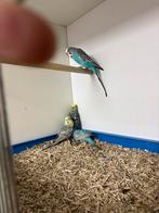 Grasparkieten, ook regenboog, Dieren en Toebehoren, Vogels | Parkieten en Papegaaien, Meerdere dieren, Parkiet