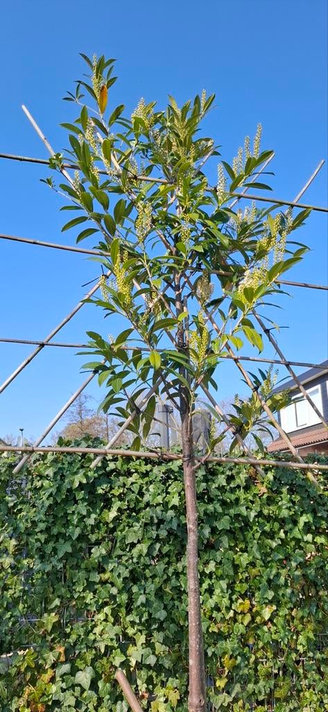 Elf leibomen laurier groenblijvend, Tuin en Terras, Planten | Bomen, Ophalen, Halfschaduw, 100 tot 250 cm