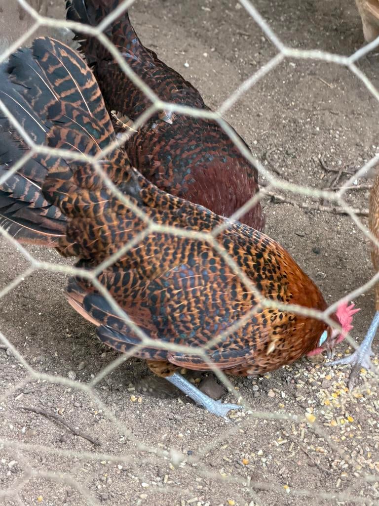 Te koop: 3x Friese hinnen(kippen) roodpel, Dieren en Toebehoren, Pluimvee, Vrouwelijk, Kip