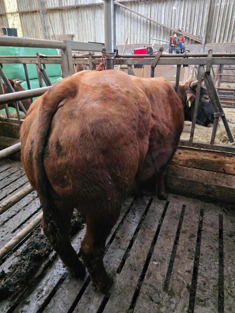 Vbr dikbil stier , eenkleurig rood ., Dieren en Toebehoren, Runderen, Mannelijk, 0 tot 2 jaar