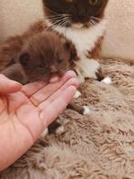 Prachtige Ragdoll kittens in unieke kleuren, Dieren en Toebehoren, Katten en Kittens | Raskatten | Langhaar, Meerdere dieren, Ontwormd