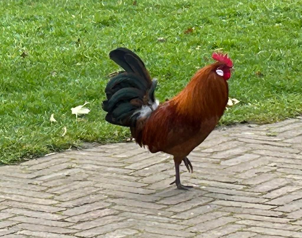Friese goudpel kriel haan gratis, Mannelijk, Kip