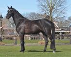 4 jarige ruin v.Blue Horse Santiano, Dieren en Toebehoren, Paarden, Met stamboom, Ruin, Dressuurpaard, L