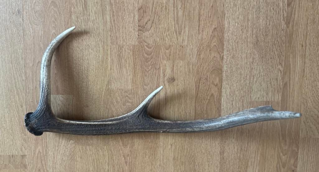 Gewei Stang van een Hert., Huis en Inrichting, Gebruikt, Overige materialen, Ophalen of Verzenden, Landelijk