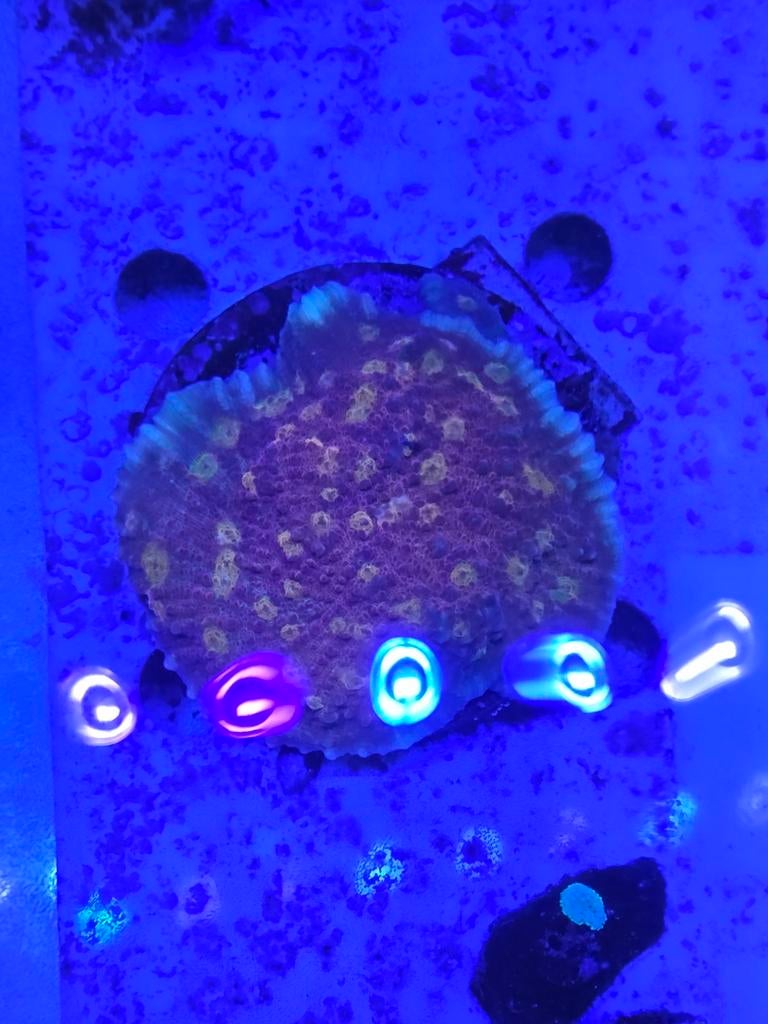 Iron man Chalice, Ophalen, ., Nieuw, .