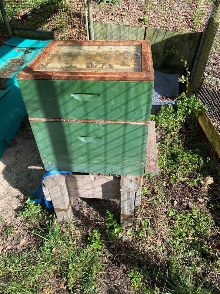 Sterk Buckfastvolk, Dieren en Toebehoren, Insecten en Spinnen, Bijen