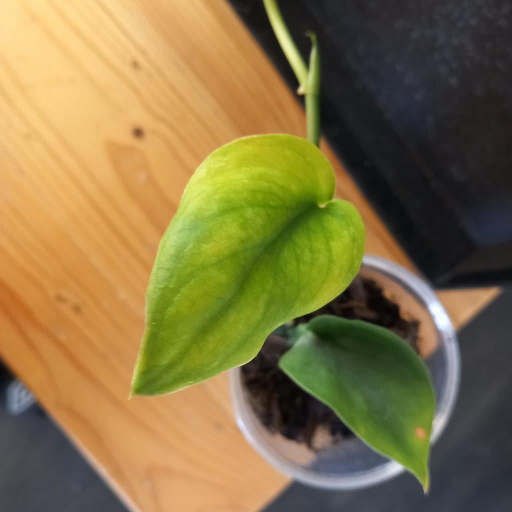 Scindapsus jade satin stek nr 65, Ophalen of Verzenden, Halfschaduw, Minder dan 100 cm