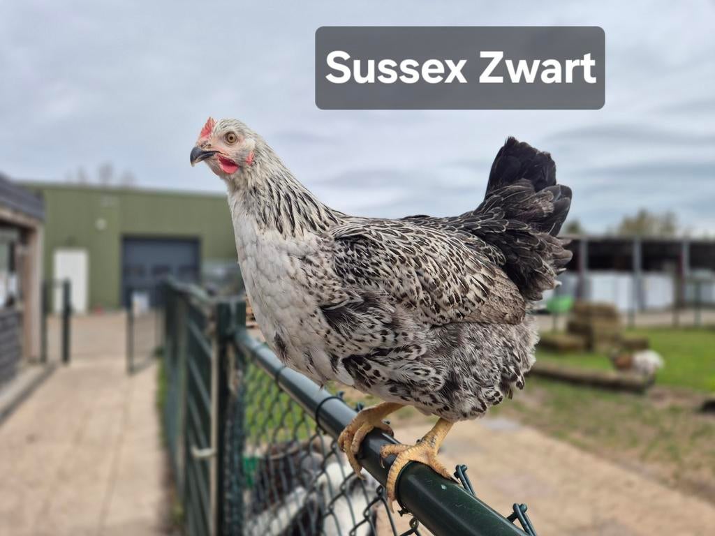 Diverse kippen te koop, Dieren en Toebehoren, Pluimvee, Vrouwelijk, Kip