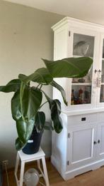 Strelitzia Nicolai ca. 150 cm 2 stuks, Ophalen, Halfschaduw, 150 tot 200 cm