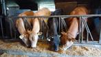 tekoop 4 luxe blonde pinken en ander vleesvee, Vrouwelijk, 0 tot 2 jaar