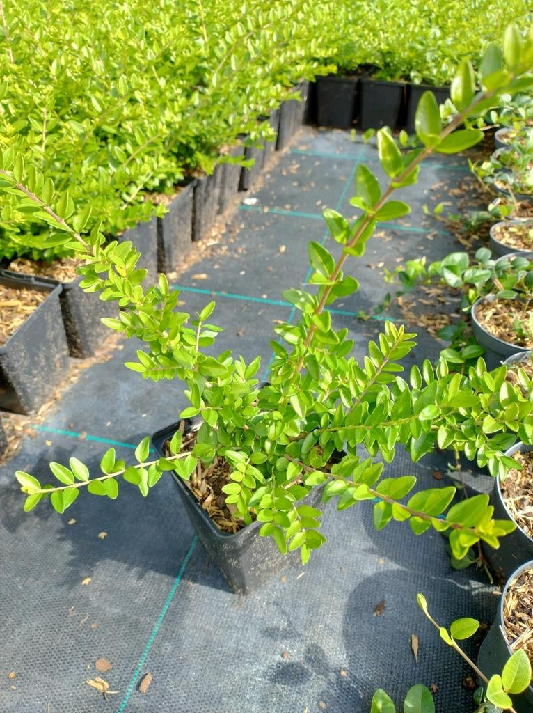 Lonicera pileata. Buxusvervanger. Haag en bodembedekkerplant, Bodembedekkers, Vaste plant, Ophalen of Verzenden, Halfschaduw