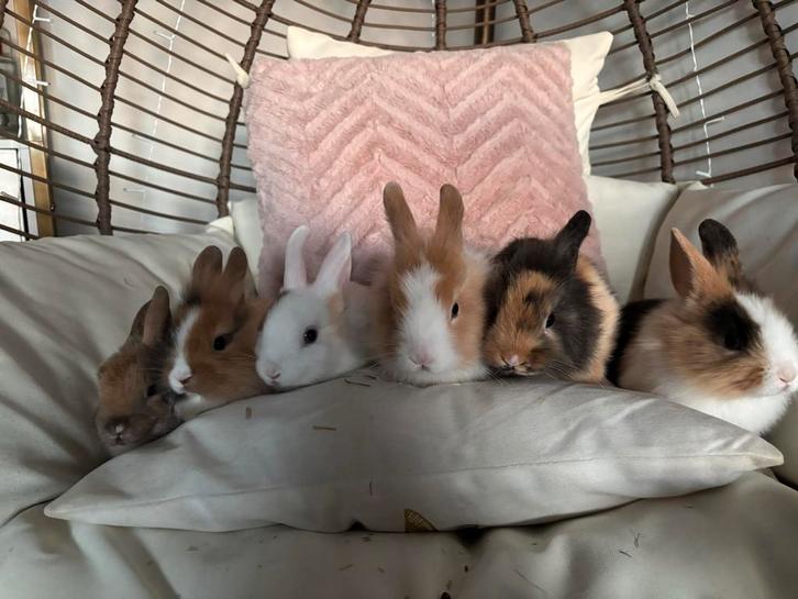 Baby konijntjes zoeken een huisje, Dieren en Toebehoren, Konijnen, Dwerg, Meerdere dieren