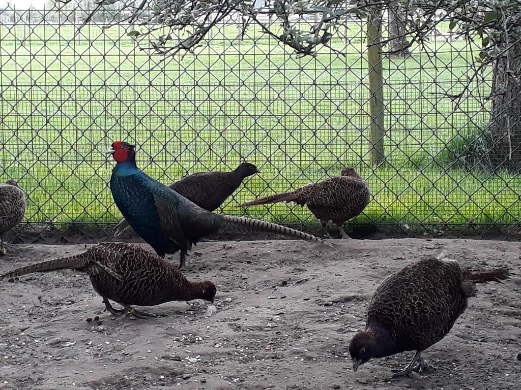 Te koop broedeieren tenebroos bosfazant, Dieren en Toebehoren, Pluimvee, Geslacht onbekend, Kip