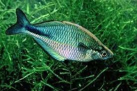 blauwe regenboogzalm €9,95, Dieren en Toebehoren, Vissen | Aquariumvissen, Vis, Zoetwatervis