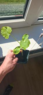 F1 Courgette Green Machine - Sterke, ziekteresistente plant, Volle zon, Groenteplanten, Eenjarig, Ophalen of Verzenden