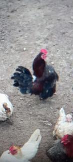 Te koop serama Ayam Maleis haantje( mobiel 06-30945940), Dieren en Toebehoren, Pluimvee, Mannelijk, Kip