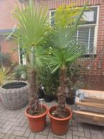 Trachycarpus fortunei: palmboom winterhard, Volle zon, Ophalen of Verzenden, 100 tot 250 cm, Zomer